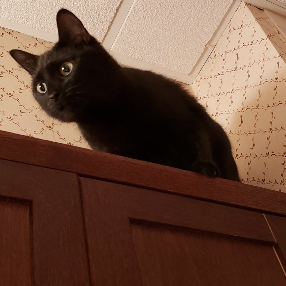 Kat